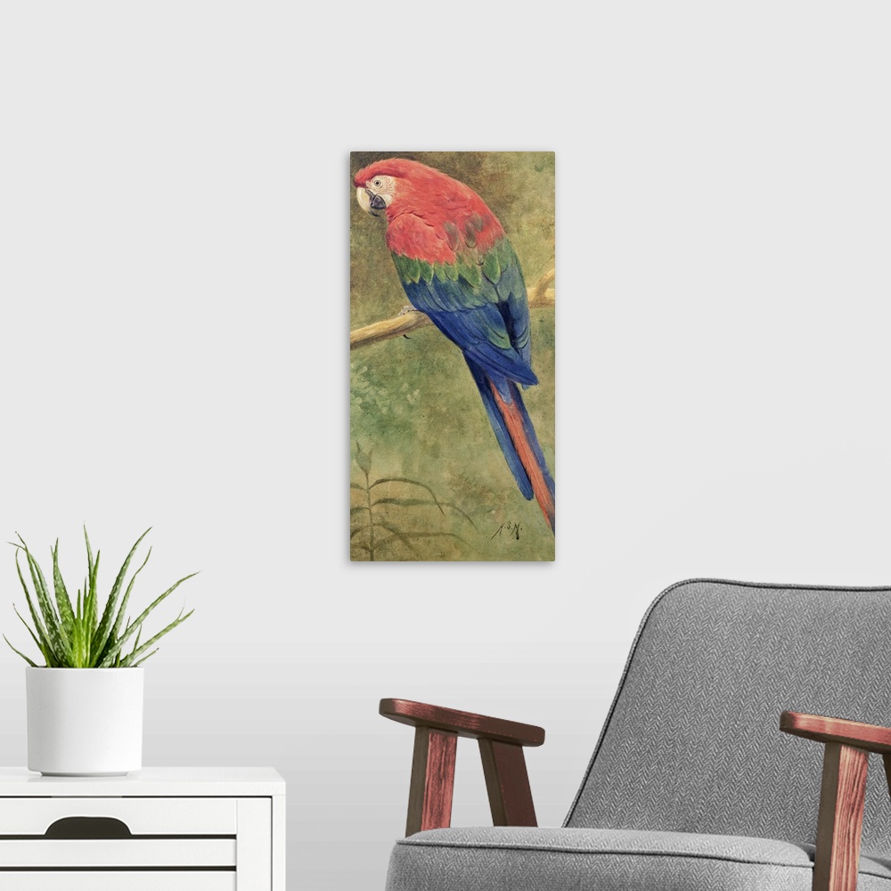 A modern room featuring Red and Blue Macaw