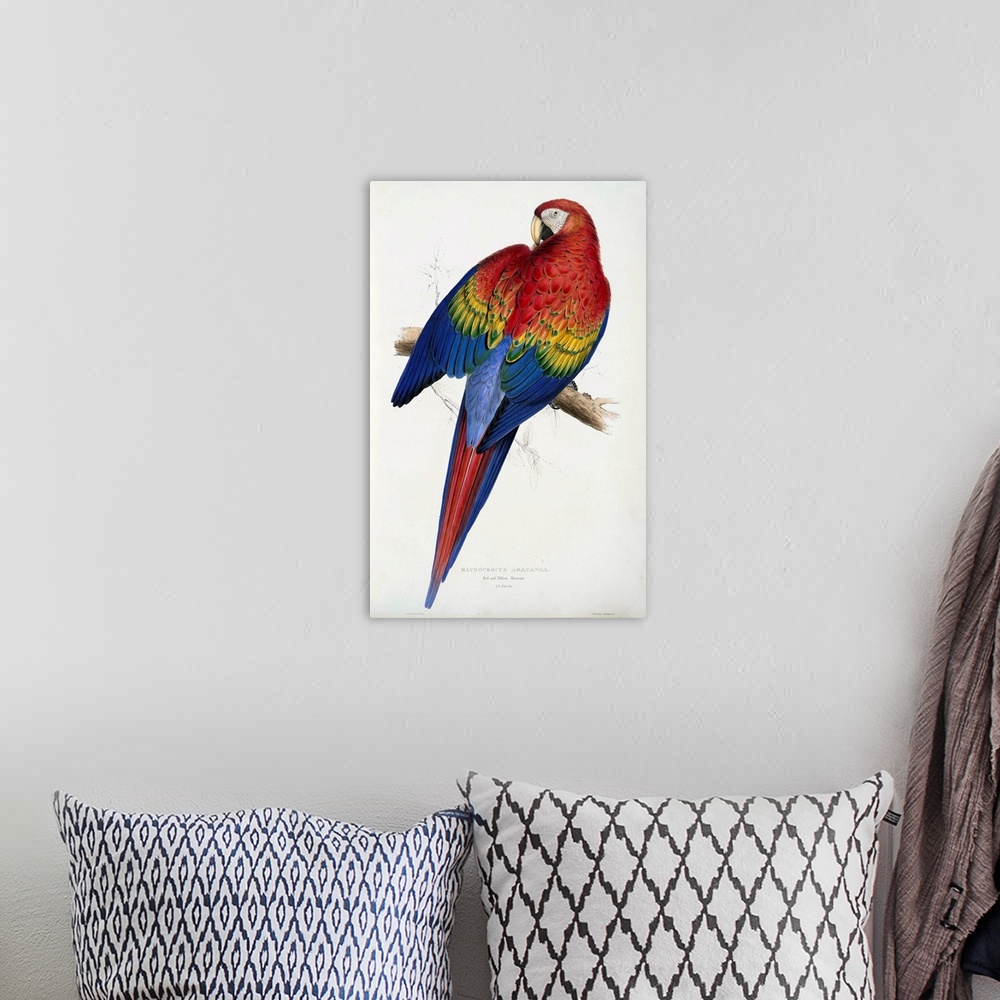 A bohemian room featuring Originally a coloured engraving. Red And Yellow Macaw (Macrocercus Aracanga), From Illustrations ...