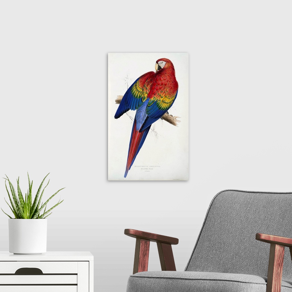 A modern room featuring Originally a coloured engraving. Red And Yellow Macaw (Macrocercus Aracanga), From Illustrations ...