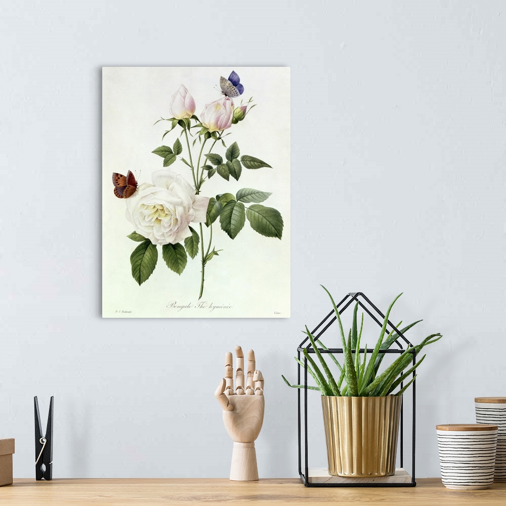 A bohemian room featuring Classic botanical illustration of  two butterflies on a rose and rosebuds on a white background.