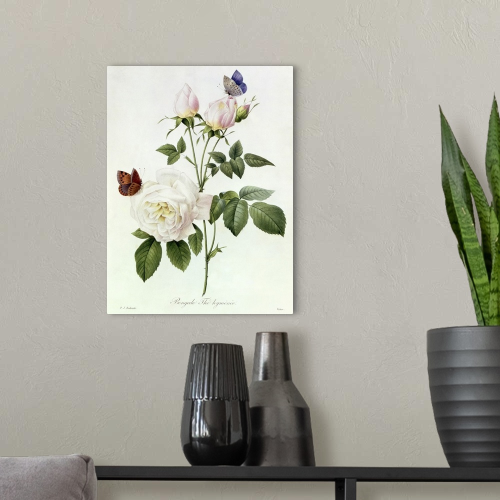 A modern room featuring Classic botanical illustration of  two butterflies on a rose and rosebuds on a white background.