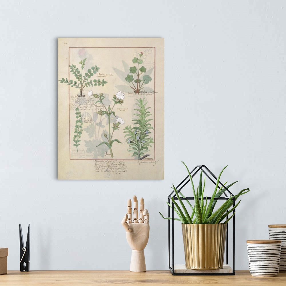 A bohemian room featuring Rosemary and Herbs, from 'The Book of Simple Medicines'