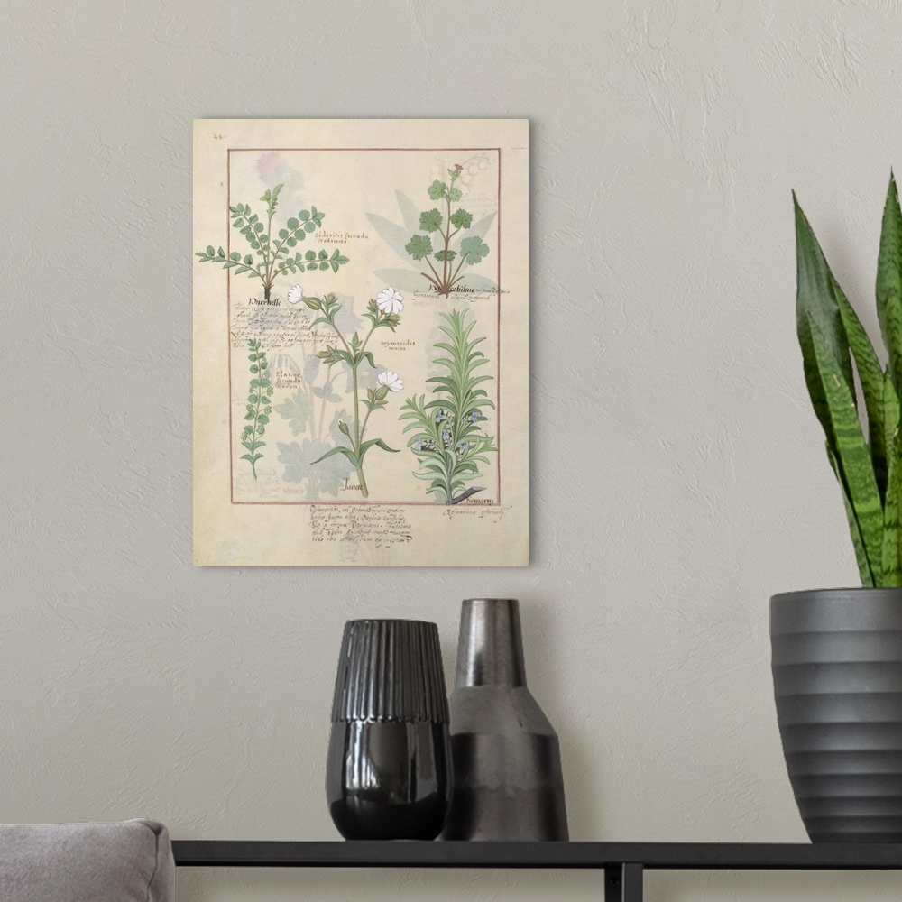A modern room featuring Rosemary and Herbs, from 'The Book of Simple Medicines'