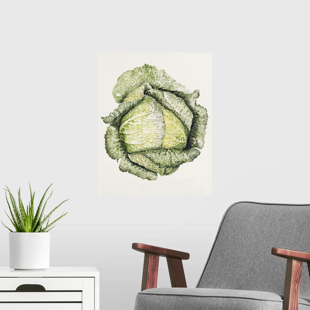 A modern room featuring Savoy Cabbage