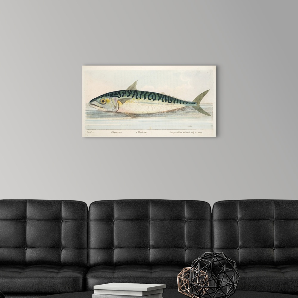 A modern room featuring The Mackerel, from A Treatise on Fish and Fish-ponds, pub. 1832 (hand coloured engraving)