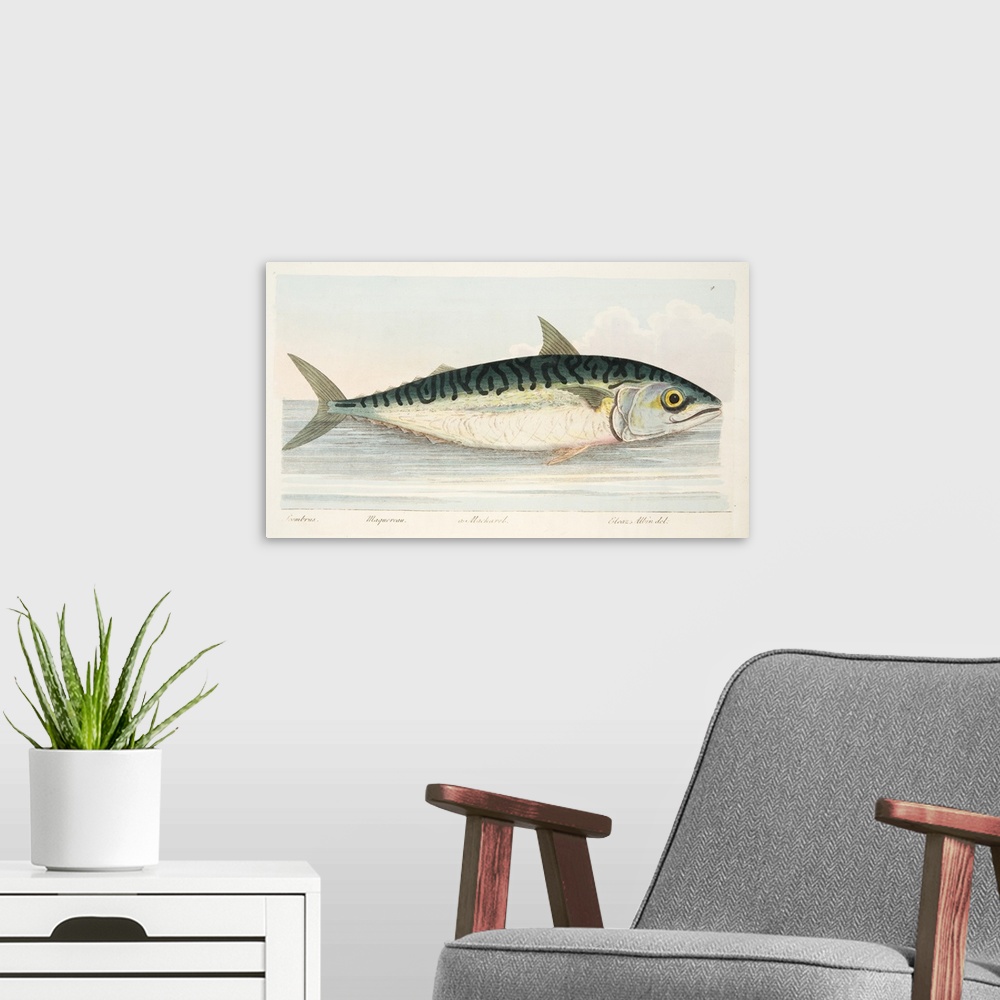 A modern room featuring The Mackerel, from A Treatise on Fish and Fish-ponds, pub. 1832 (hand coloured engraving)
