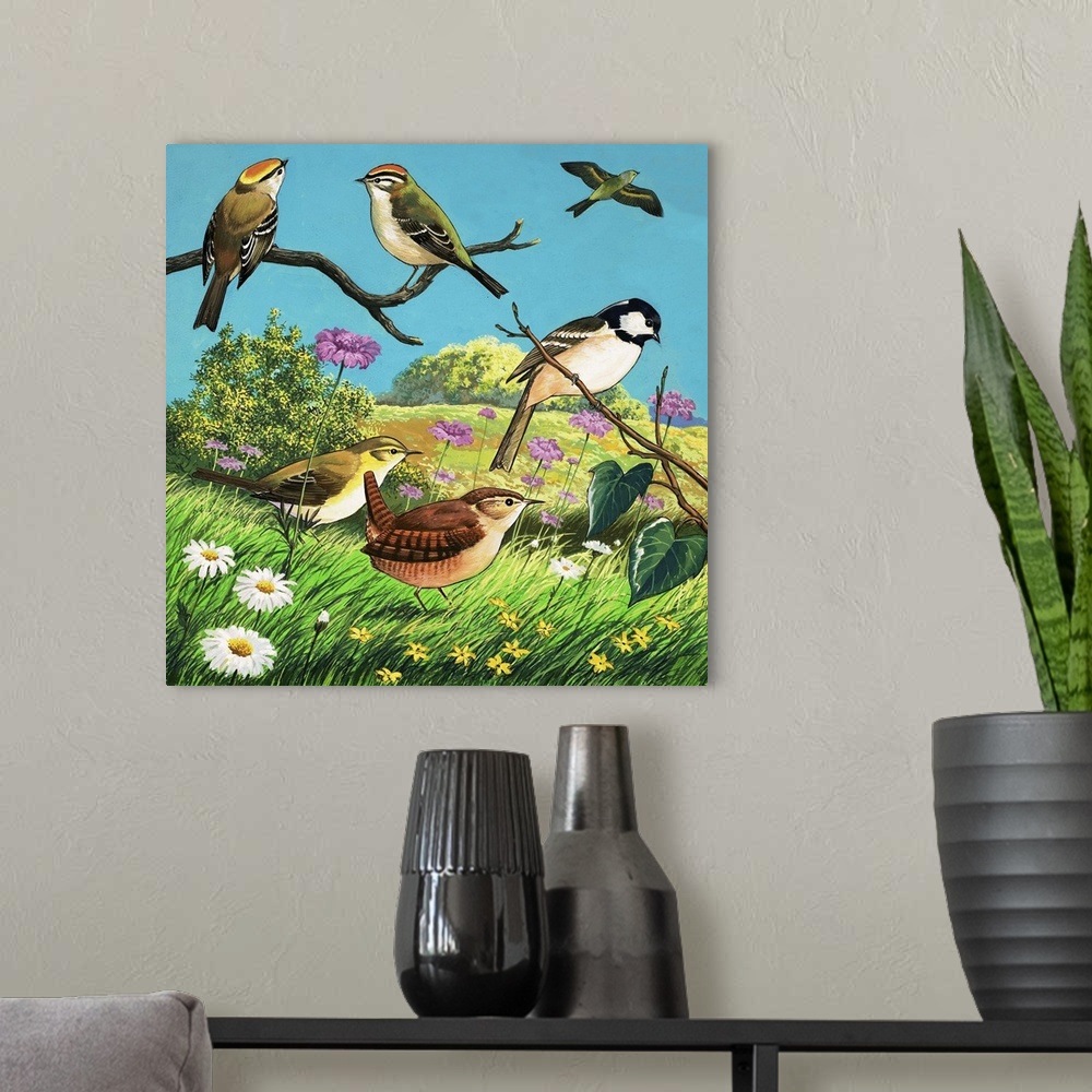 A modern room featuring Variety of Garden Birds, including Wrens and Chickadees