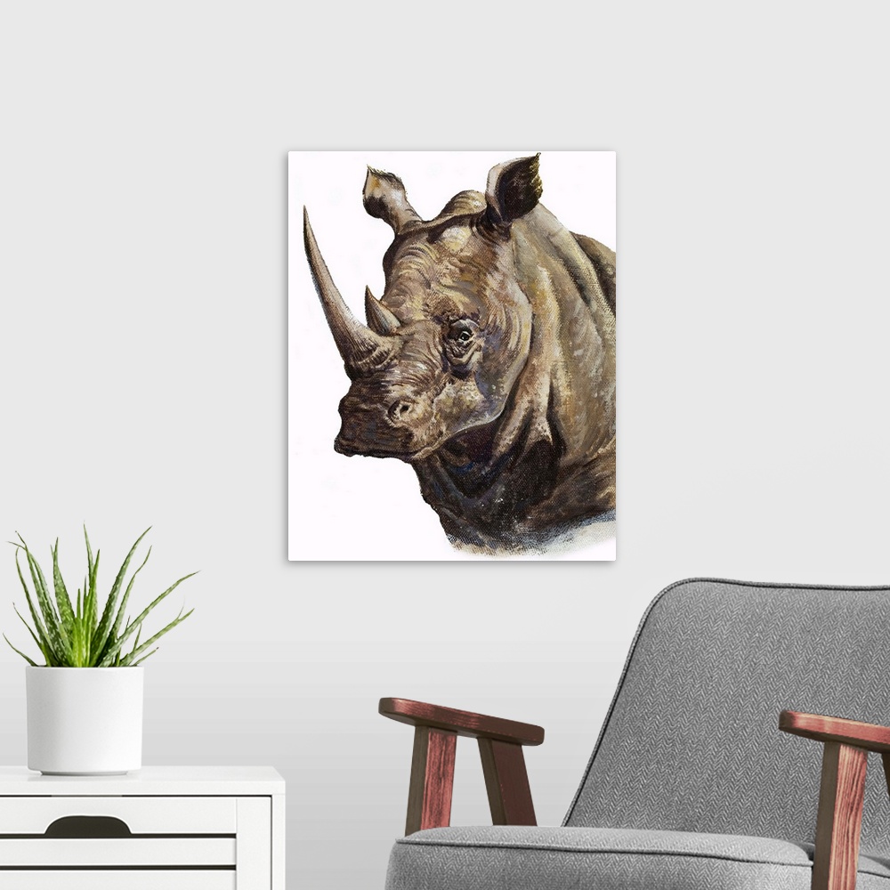 A modern room featuring White Rhinoceros. The white rhinoceros is the second largest land mammal exceeded only by the ele...
