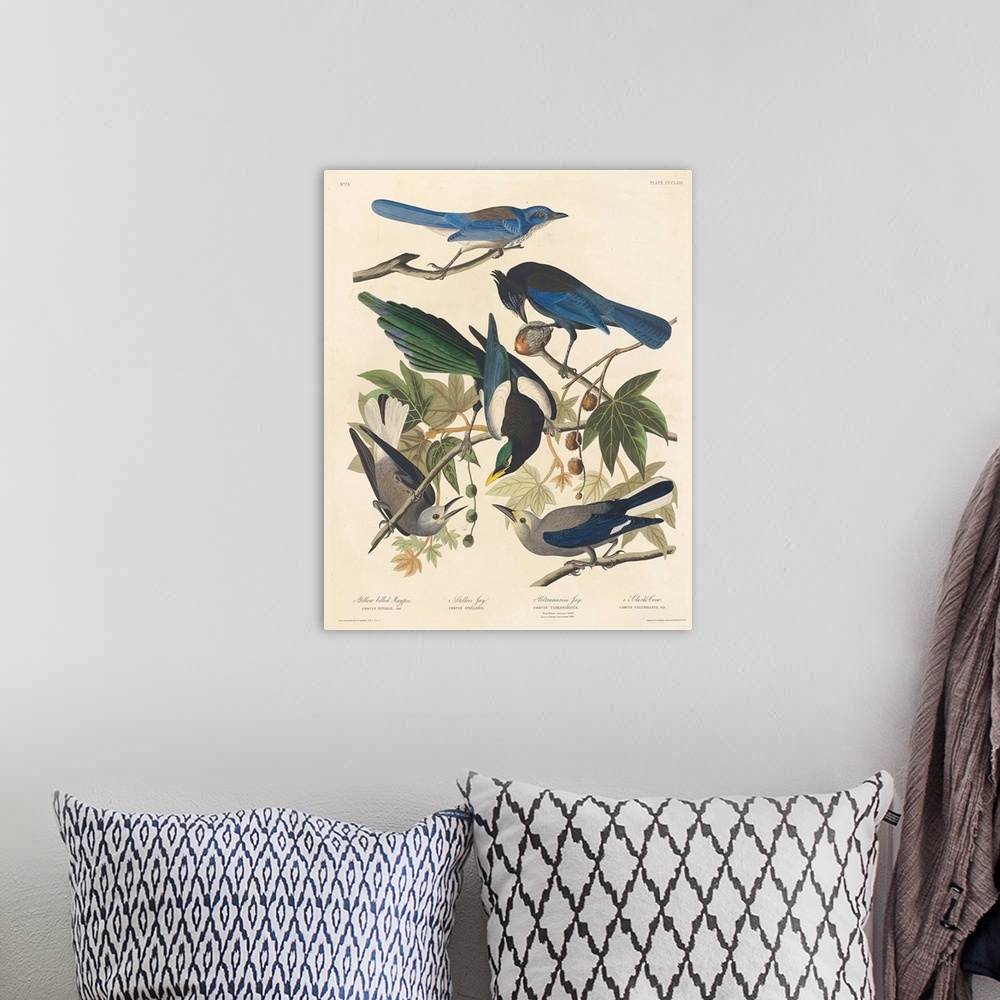A bohemian room featuring Yellow-billed Magpie, Stellers Jay, Ultramarine Jay and Clark's Crow, 1837, coloured engraving.  ...