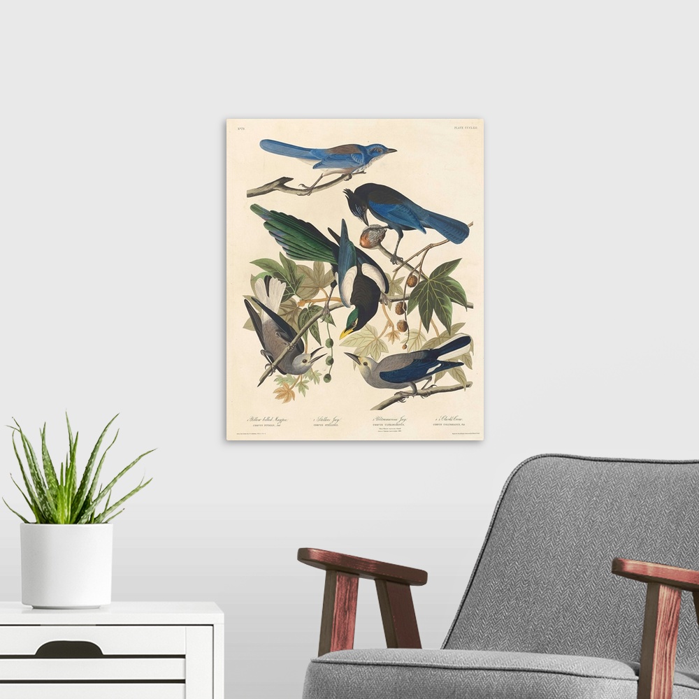 A modern room featuring Yellow-billed Magpie, Stellers Jay, Ultramarine Jay and Clark's Crow, 1837, coloured engraving.  ...