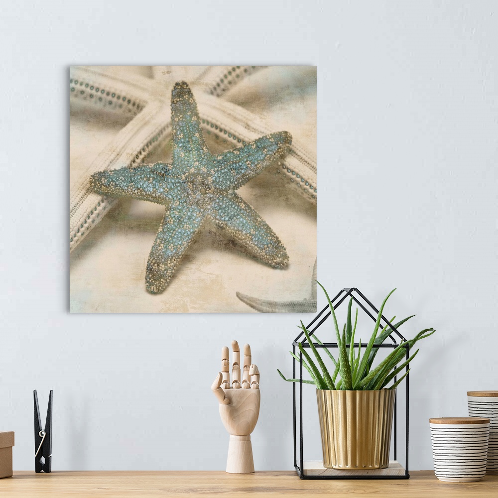 A bohemian room featuring Square decor with cream and tan starfish that have teal highlights.