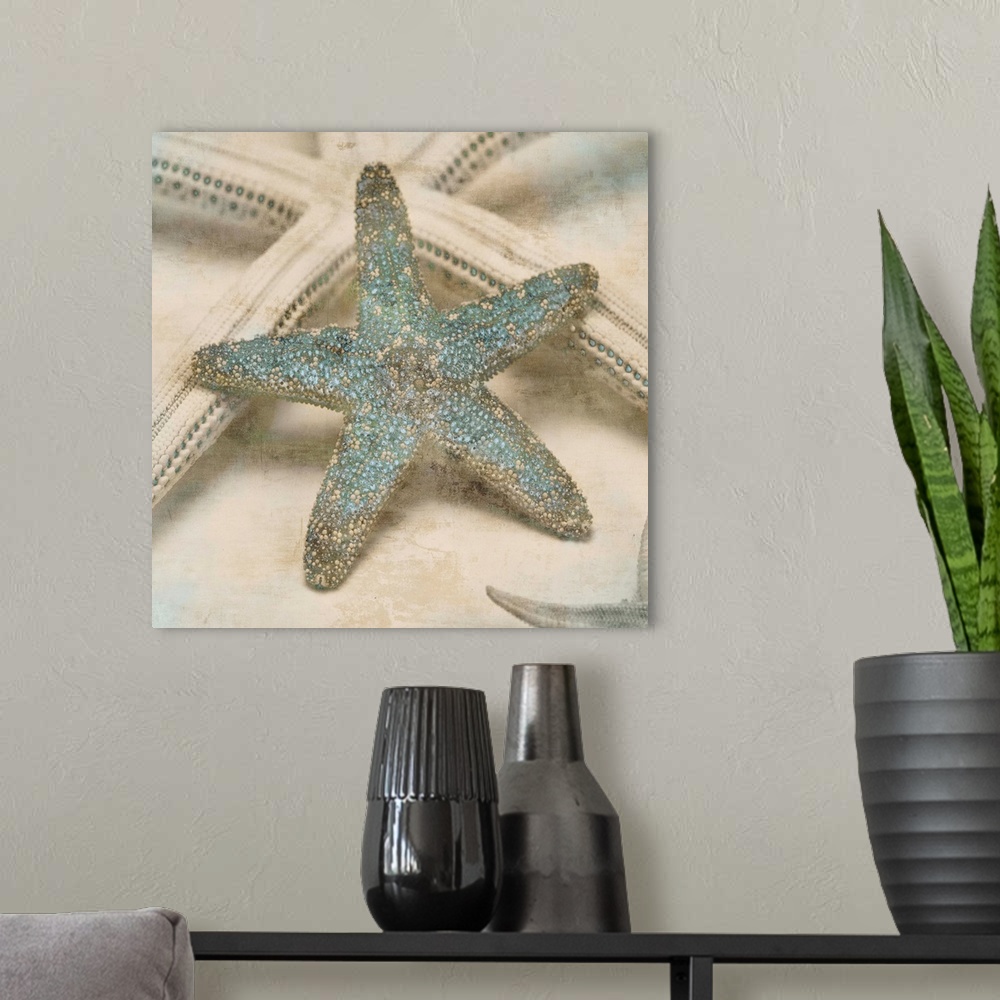 A modern room featuring Square decor with cream and tan starfish that have teal highlights.