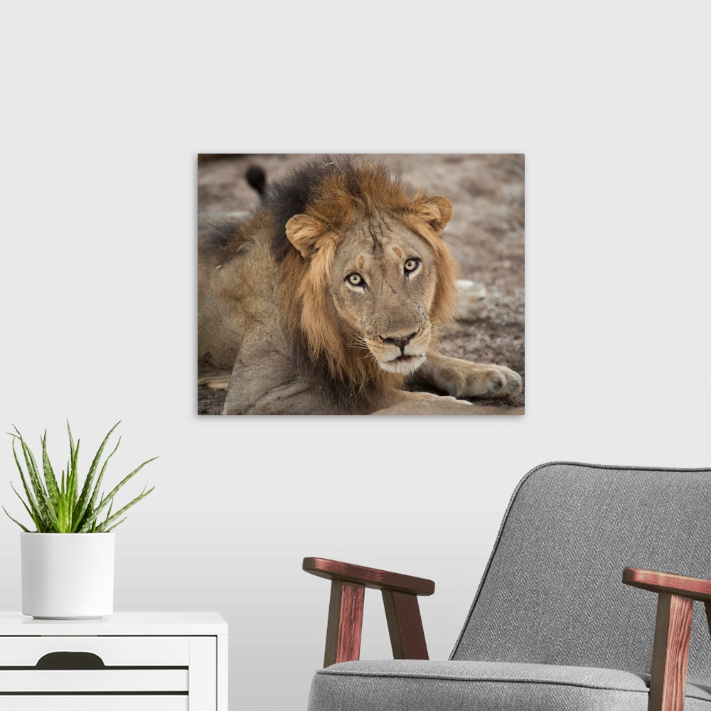 A modern room featuring Wildlife photograph of a lion starring with wide eyes.