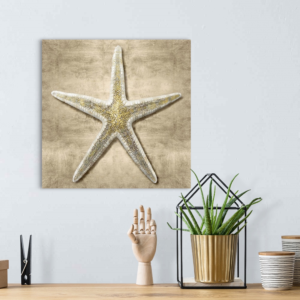 A bohemian room featuring Square beach decor that has a starfish with gold flakes on a neutral colored background.