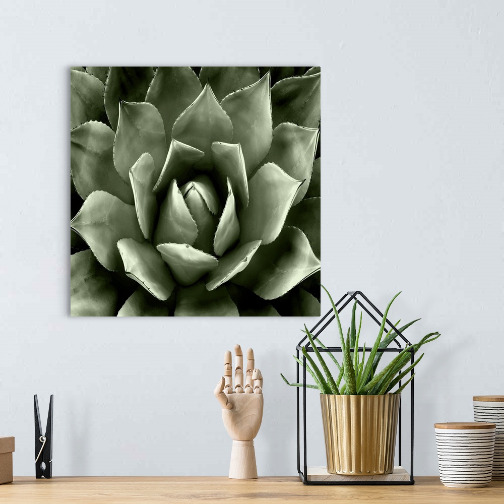 A bohemian room featuring Square illustration of a muted green succulent.