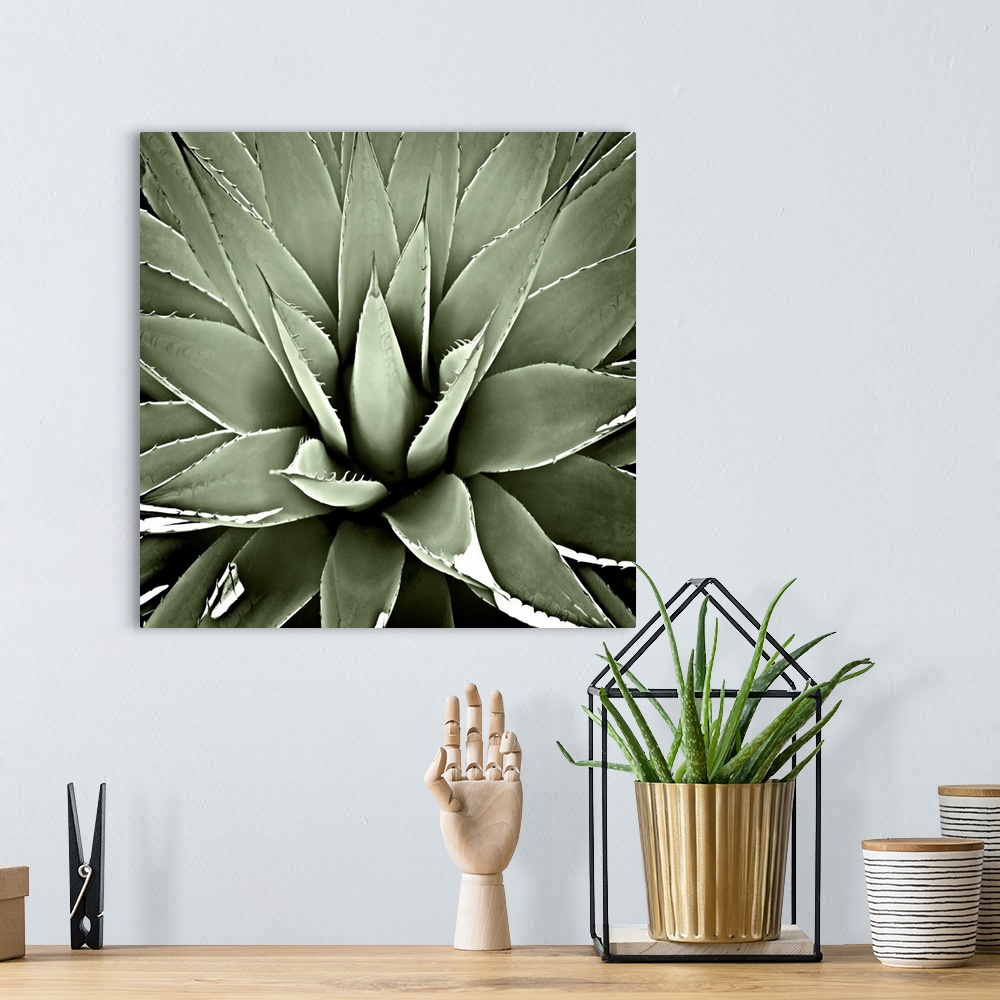 A bohemian room featuring Square illustration of a muted green succulent.