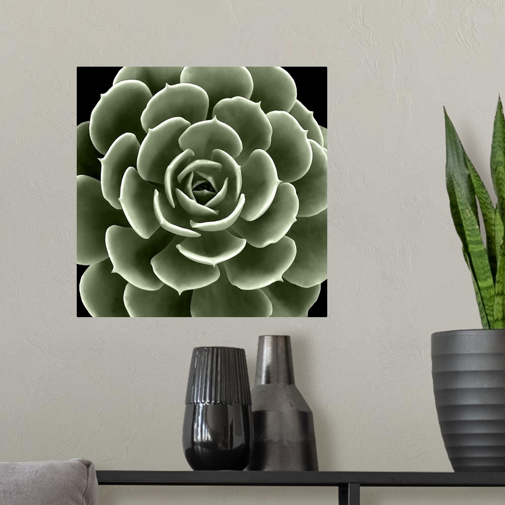 A modern room featuring Square illustration of a muted green succulent.
