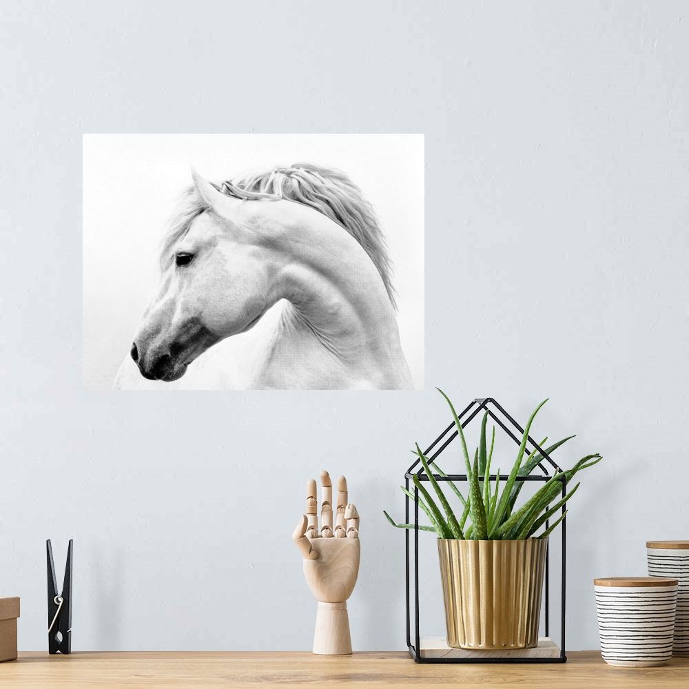 A bohemian room featuring Black and white photograph of a white stallion with a flowing mane against a white background.