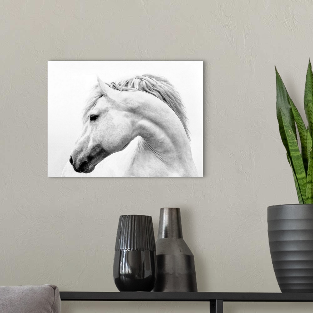 A modern room featuring Black and white photograph of a white stallion with a flowing mane against a white background.