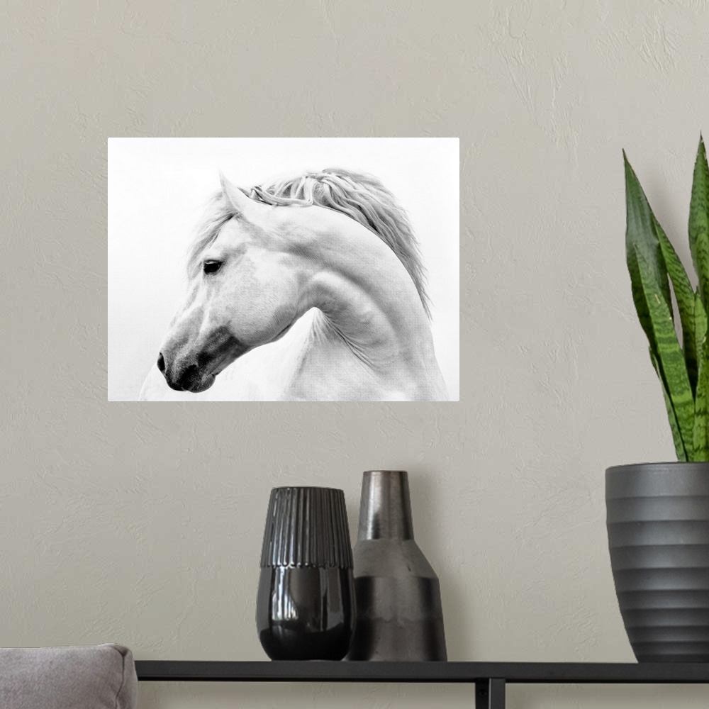 A modern room featuring Black and white photograph of a white stallion with a flowing mane against a white background.