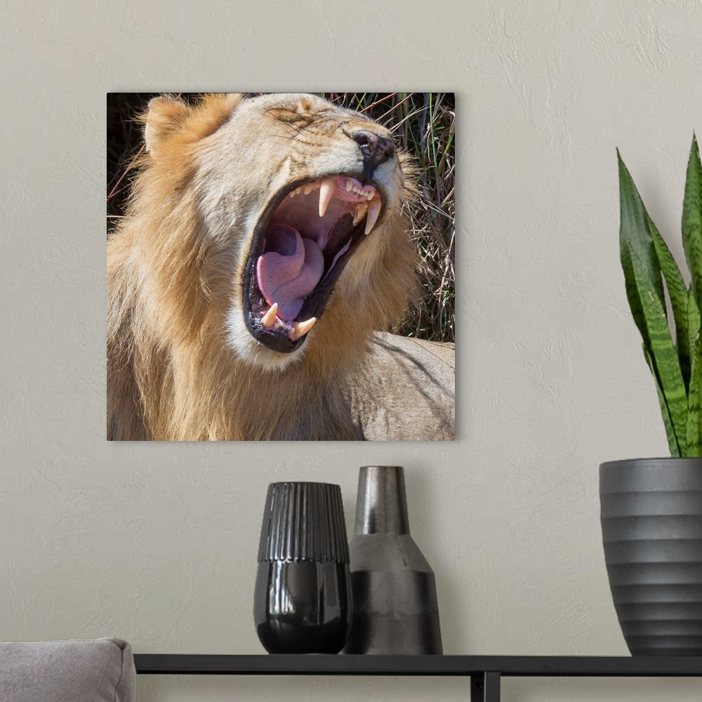 A modern room featuring Square photograph of a lion roaring and showing off its large teeth.