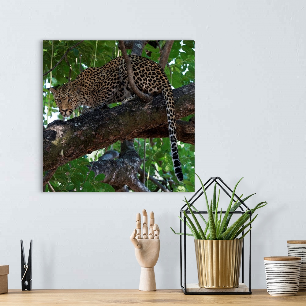 A bohemian room featuring Square photograph of a leopard hunting from up in a tree.