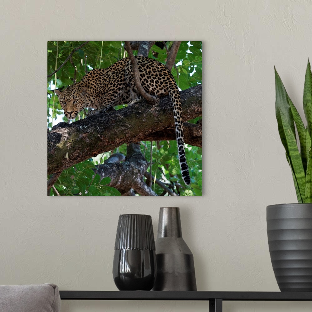 A modern room featuring Square photograph of a leopard hunting from up in a tree.
