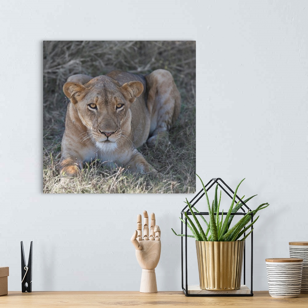 A bohemian room featuring Square photograph of a lioness relaxing in the grass.