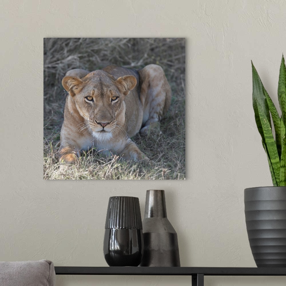 A modern room featuring Square photograph of a lioness relaxing in the grass.