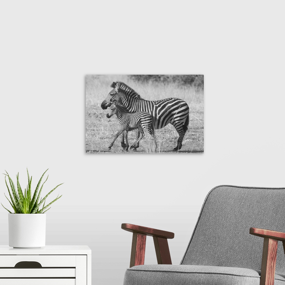 A modern room featuring Black and white photograph of a mother and baby zebra walking side by side.