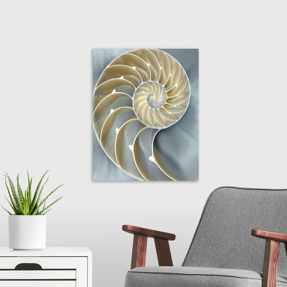 A modern room featuring Dreamy illustration of a nautilus shell in cream, tan, and blue hues.