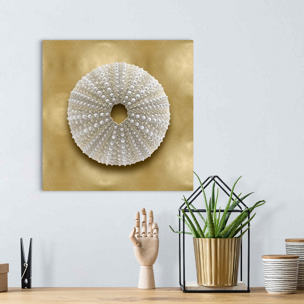 A bohemian room featuring Square beach decor with an urchin on a gold background.