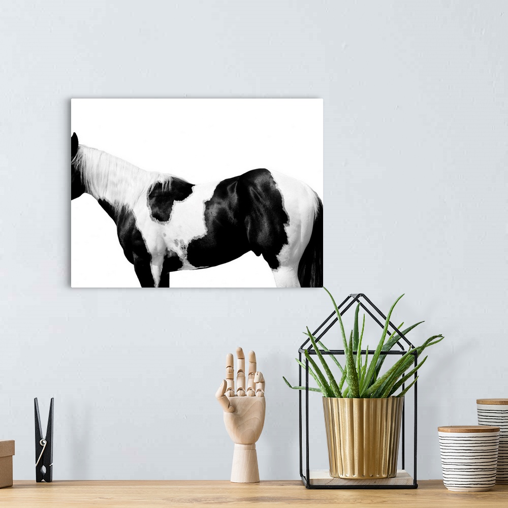 A bohemian room featuring Black and white image of a spotted Pinto horse on a white background.
