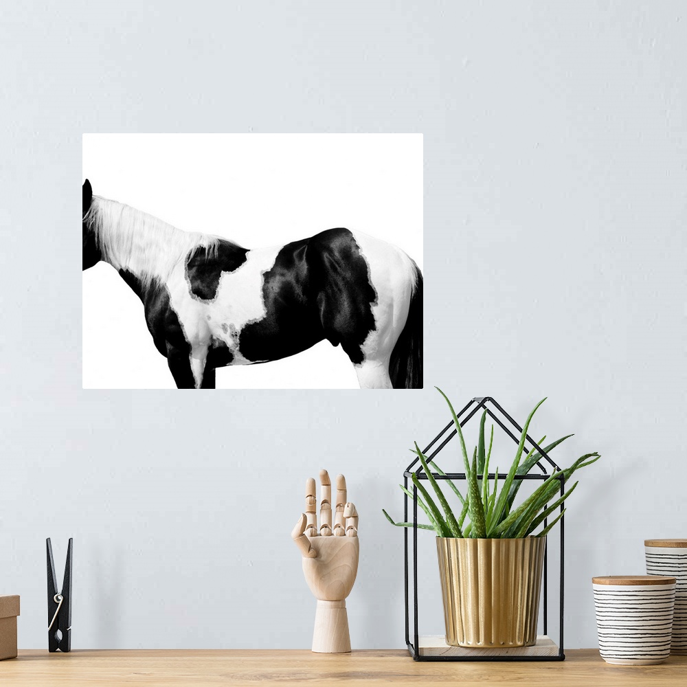A bohemian room featuring Black and white image of a spotted Pinto horse on a white background.