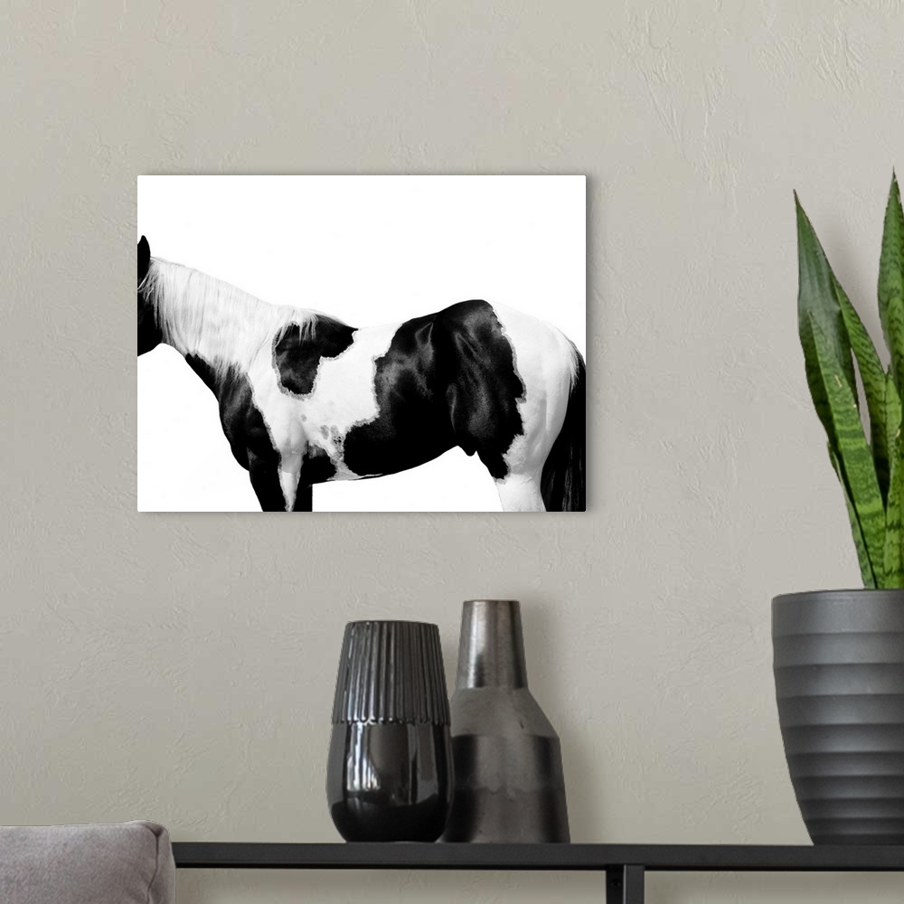 A modern room featuring Black and white image of a spotted Pinto horse on a white background.