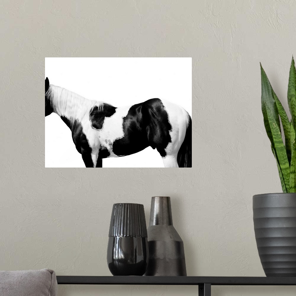 A modern room featuring Black and white image of a spotted Pinto horse on a white background.