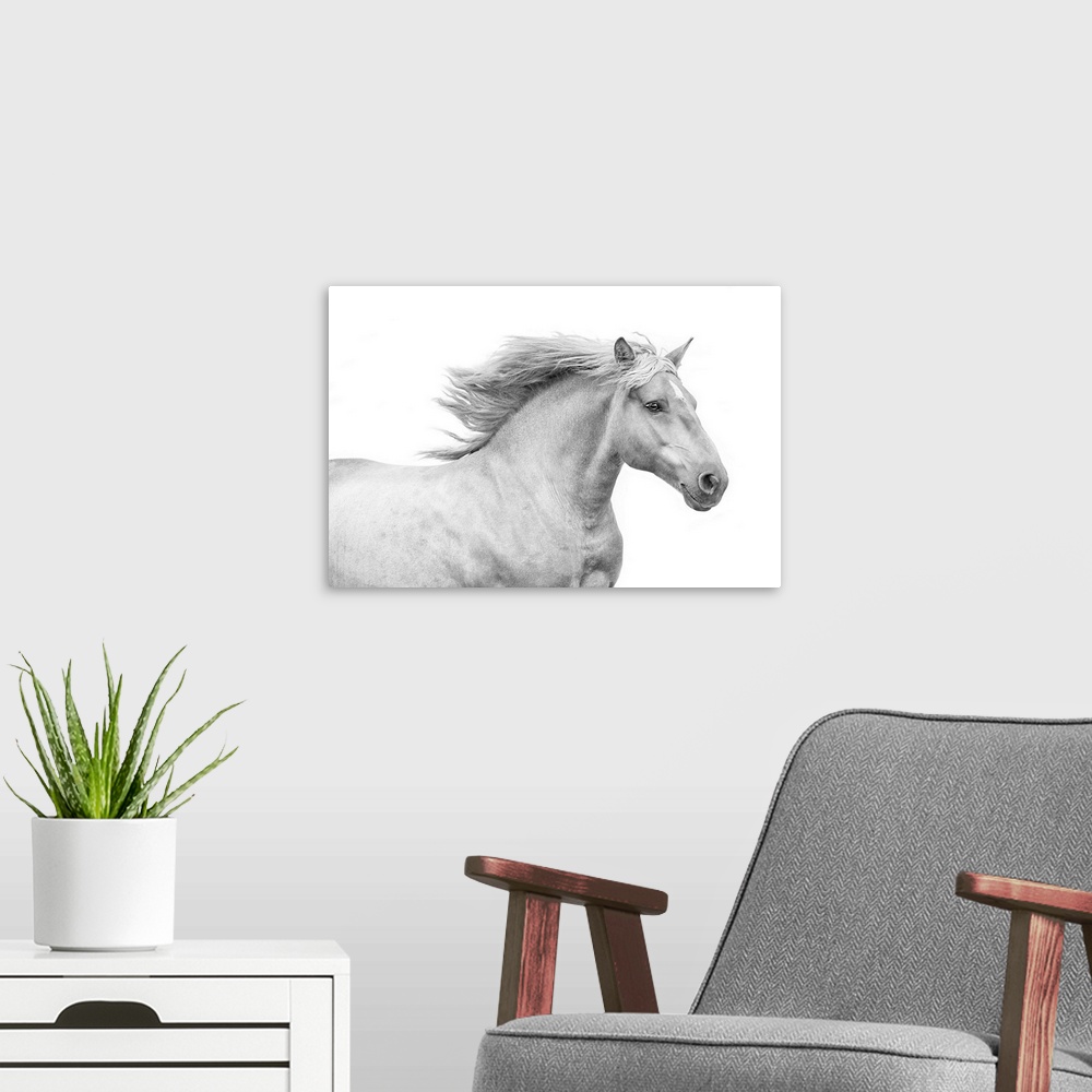 A modern room featuring Medium shot photograph of a white stallion with a flowing mane against a white background.