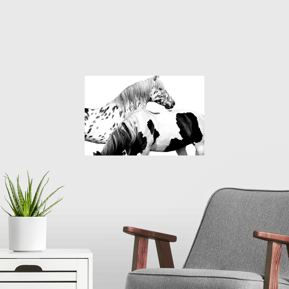 A modern room featuring Black and white image of two spotted horses on a white background.