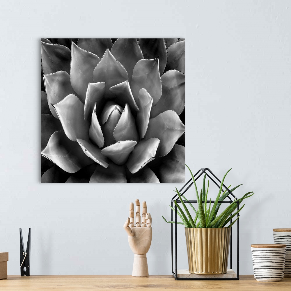 A bohemian room featuring Square illustration of a black and white succulent.