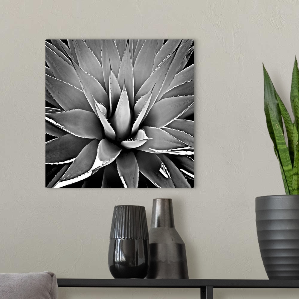 A modern room featuring Square illustration of a black and white succulent.