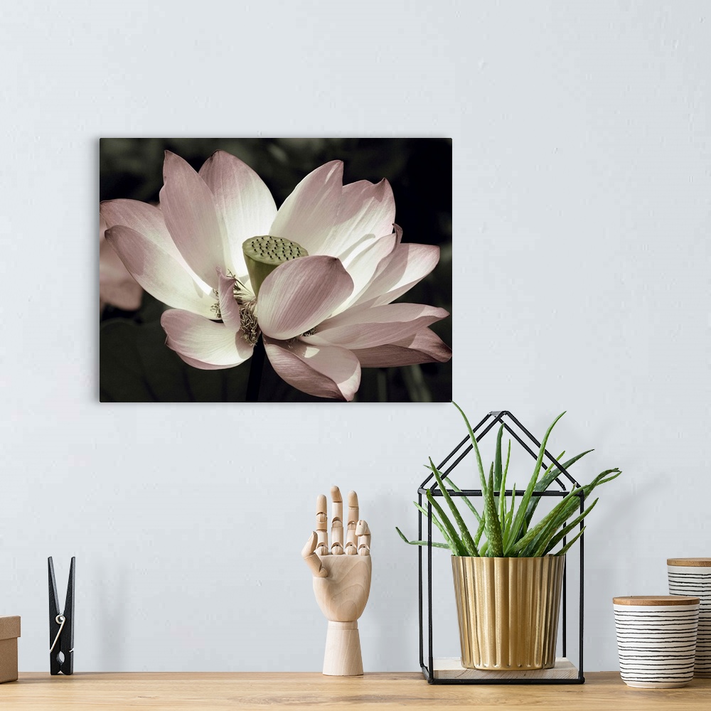 A bohemian room featuring Close-up photograph of a lotus flower with muted pink, green, and white hues.