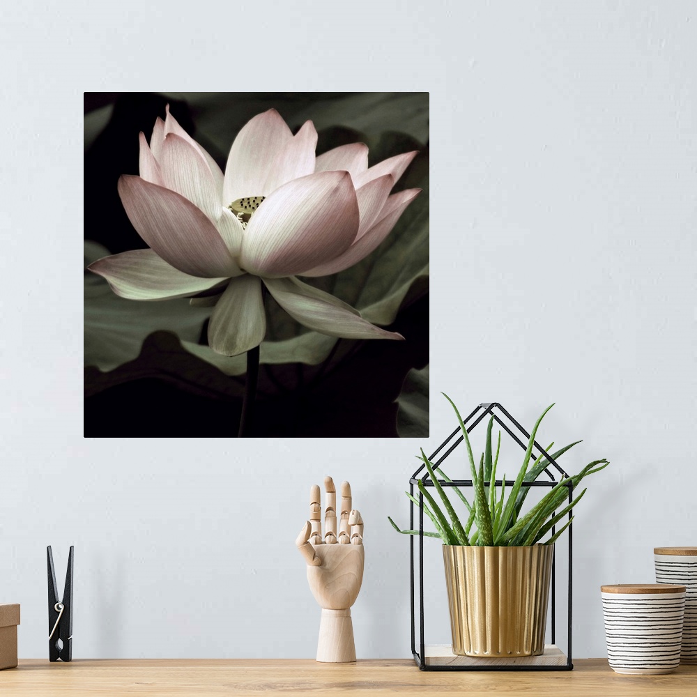 A bohemian room featuring Square photograph of a muted lotus flower.