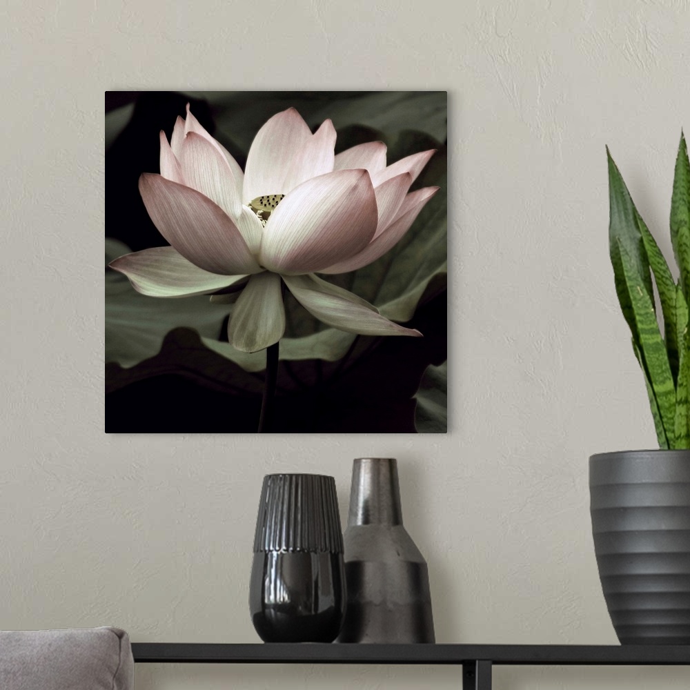 A modern room featuring Square photograph of a muted lotus flower.