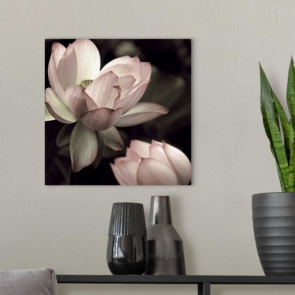 A modern room featuring Square photograph of two lotus flowers in muted pink, green, and white hues.