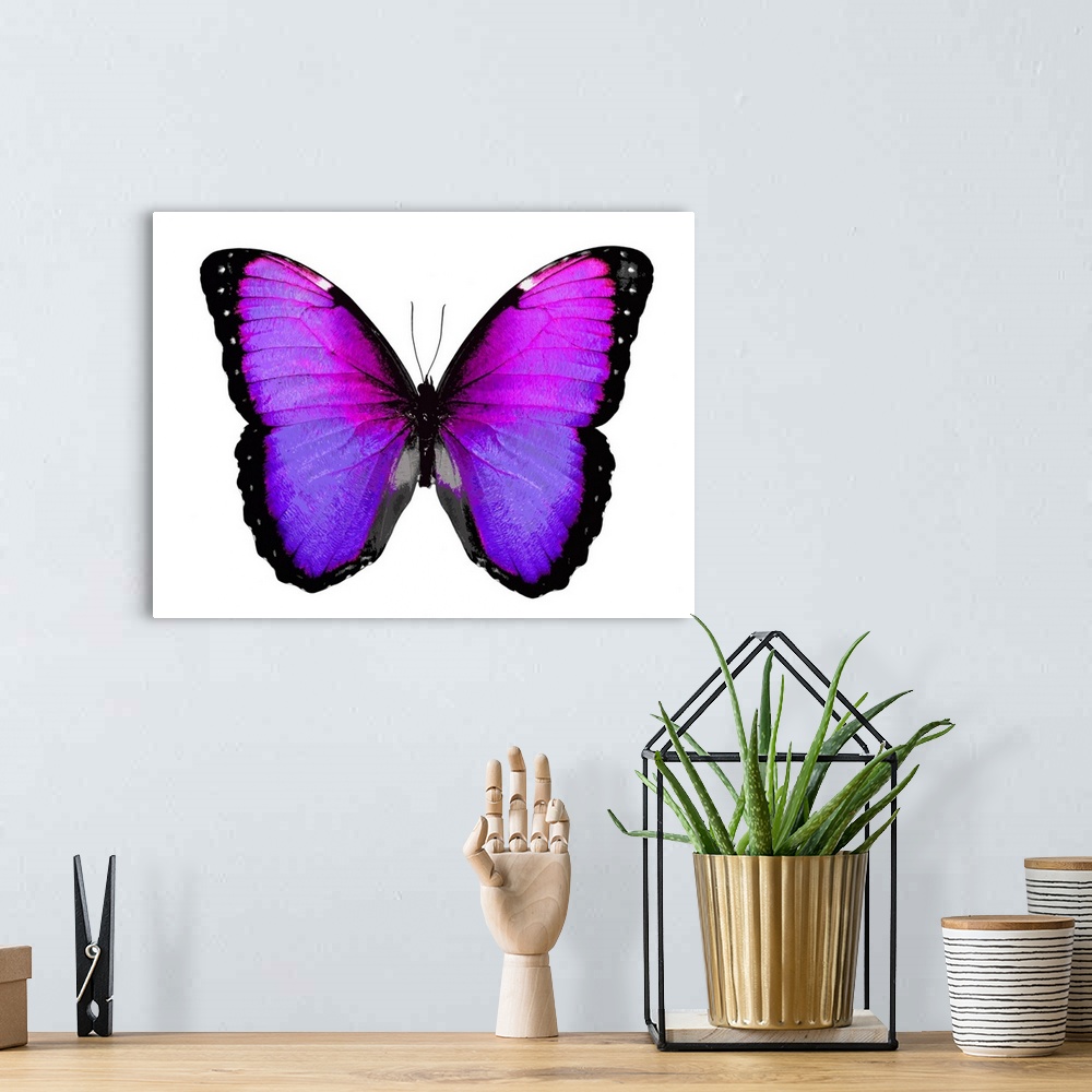 A bohemian room featuring Illustration of a pink, purple, silver, and black butterfly on a white background.