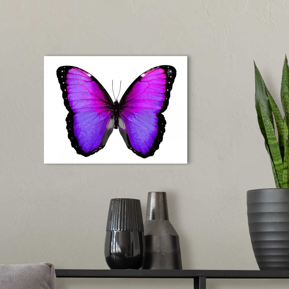 A modern room featuring Illustration of a pink, purple, silver, and black butterfly on a white background.