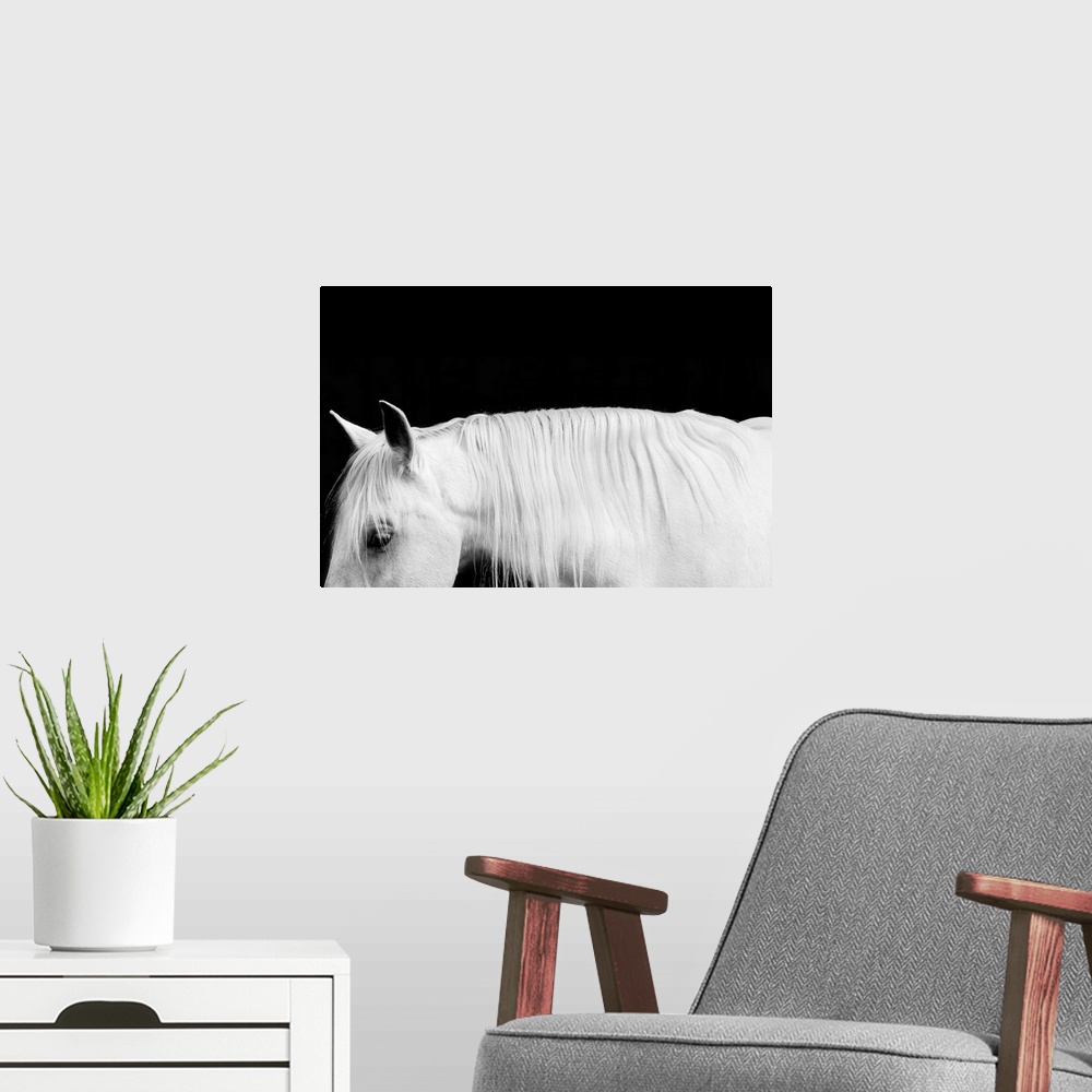 A modern room featuring Black and white photograph of a white stallion with a flowing mane against a black background.