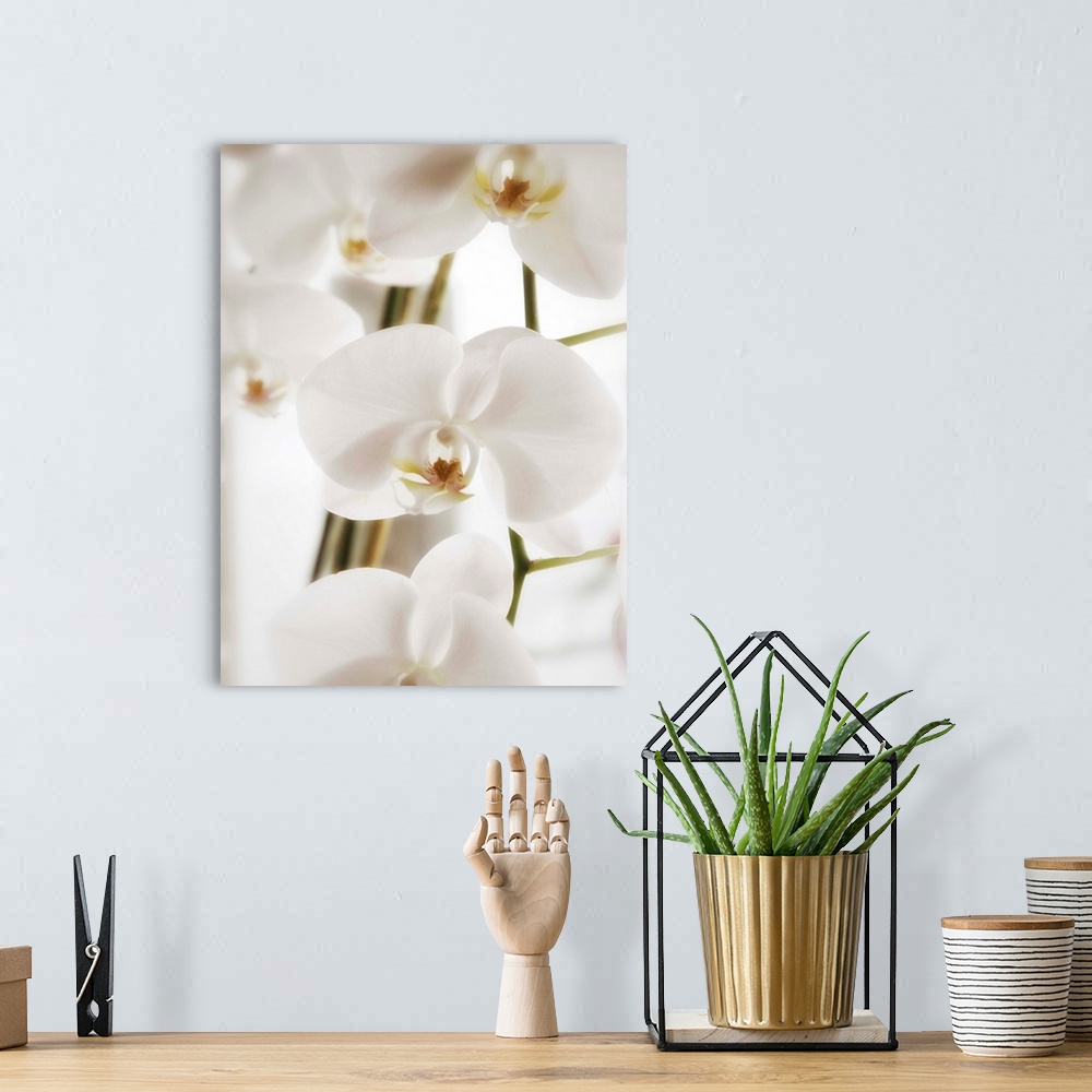A bohemian room featuring Dreamy photograph of beautiful white orchids with soft edges.