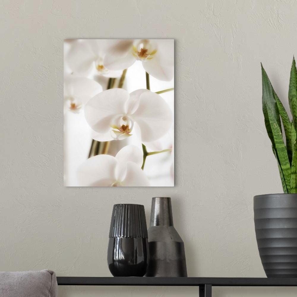 A modern room featuring Dreamy photograph of beautiful white orchids with soft edges.