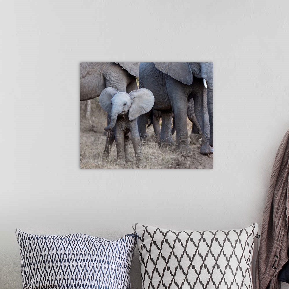 A bohemian room featuring Square photograph of a small elephant with larger elephants in the background.